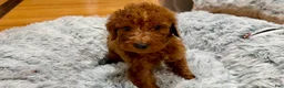 Goldendoodle dogs for sale: 💚 Mr. Green - Ad 1