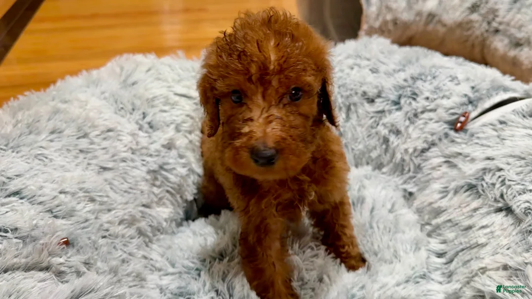 Goldendoodle dogs for sale: 💚 Mr. Green - Ad 1