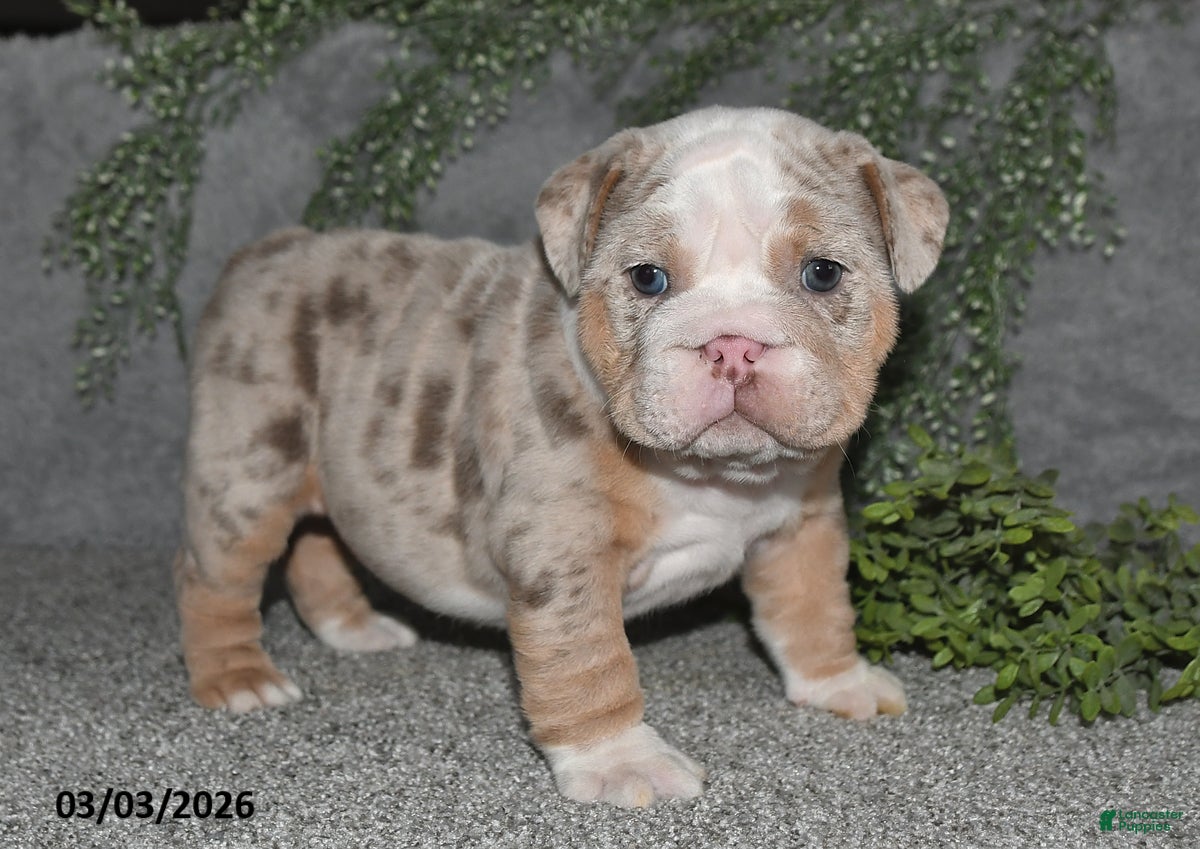 English Bulldog dogs Akila - Ad 1