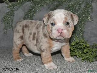 English Bulldog dogs for sale: Akila - Ad 3