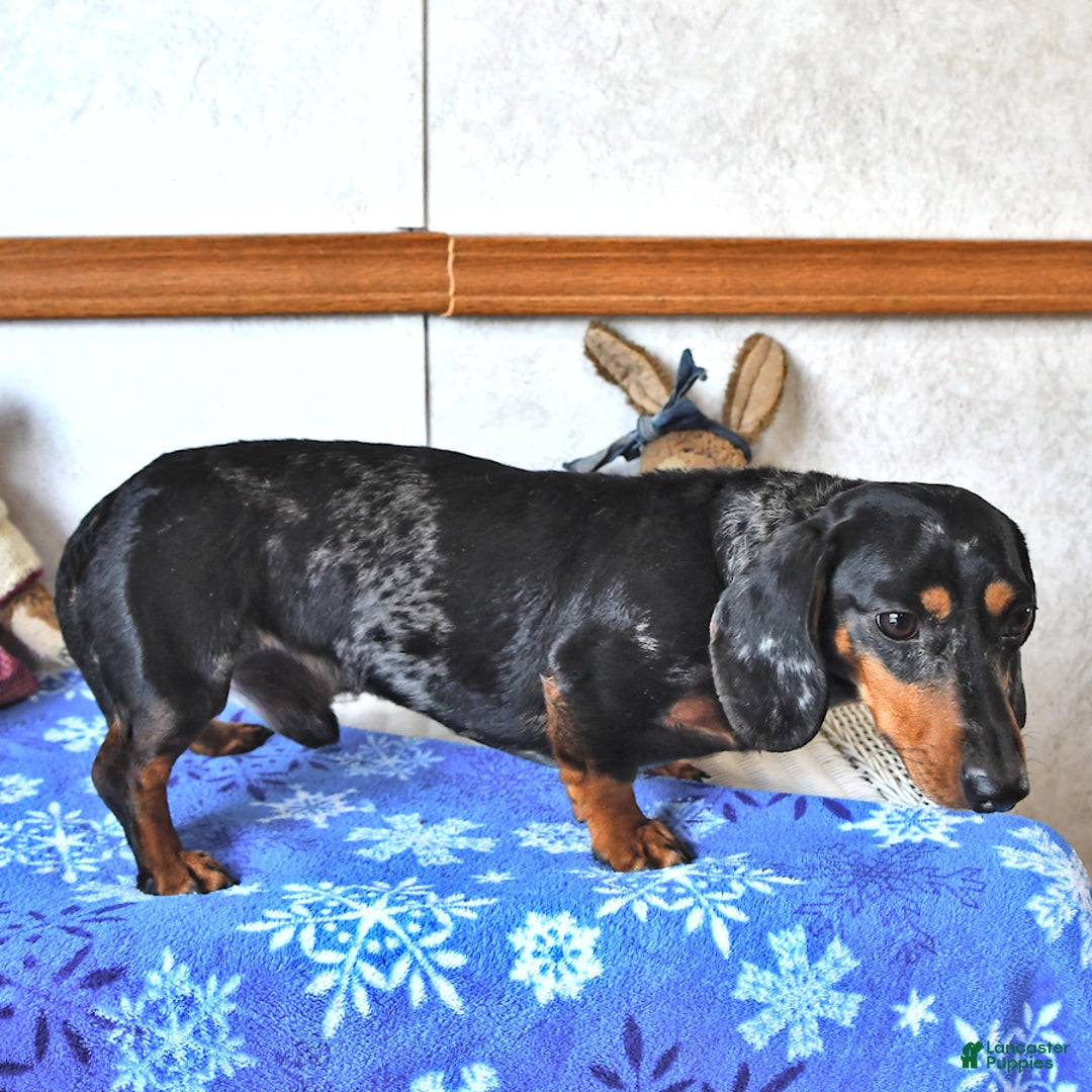 Miniature Dachshund dogs for sale: Connie SPECIAL NEEDS - Ad 7