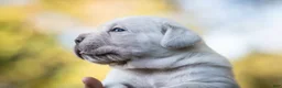 Cane Corso dogs for sale: Midnight Groove’s Never Too Much-Luther  - Ad 4