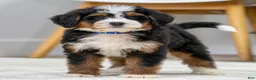 Mini Bernedoodle dogs for sale: Higgins - Ad 2