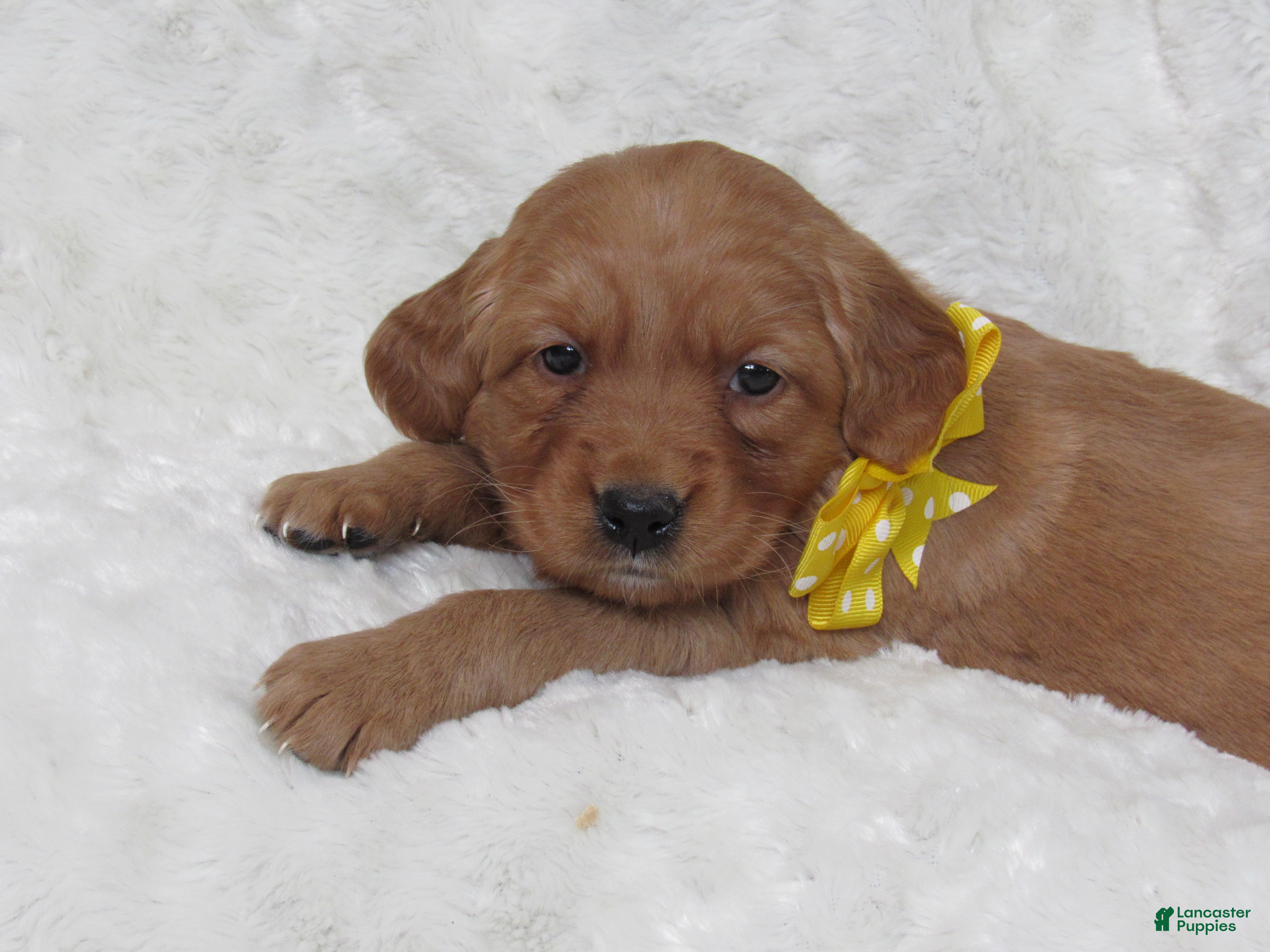 Golden Retriever dogs Hope - Ad 16