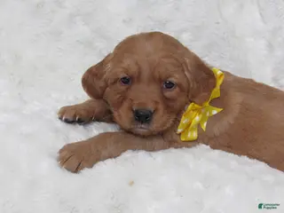 Golden Retriever dogs Hope - Ad 16