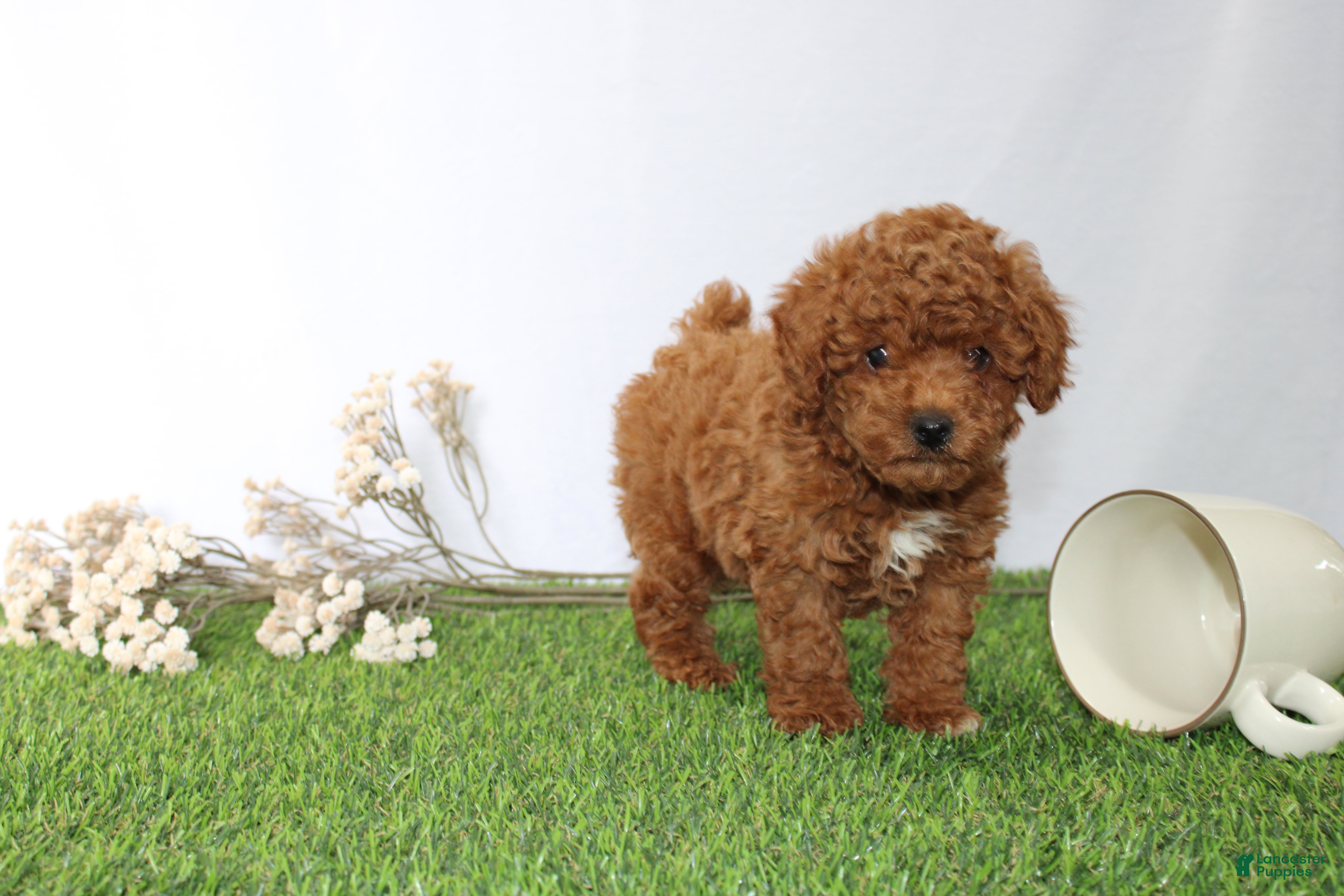 Toy Poodle dogs AKC Curry (tiny) - Ad 1