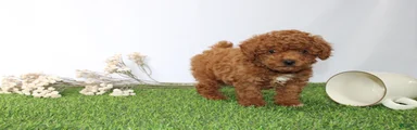 AKC Curry (tiny)