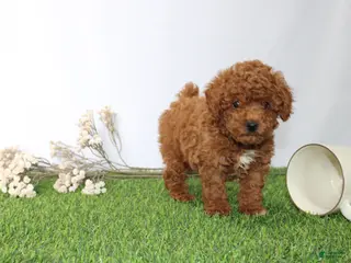Toy Poodle dogs for sale: AKC Curry (tiny) - Ad 2