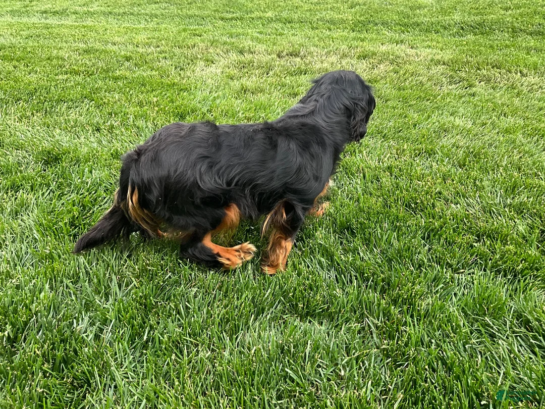 Cavalier King Charles Spaniel dogs for sale: Ricky Genetic Clear - Ad 12