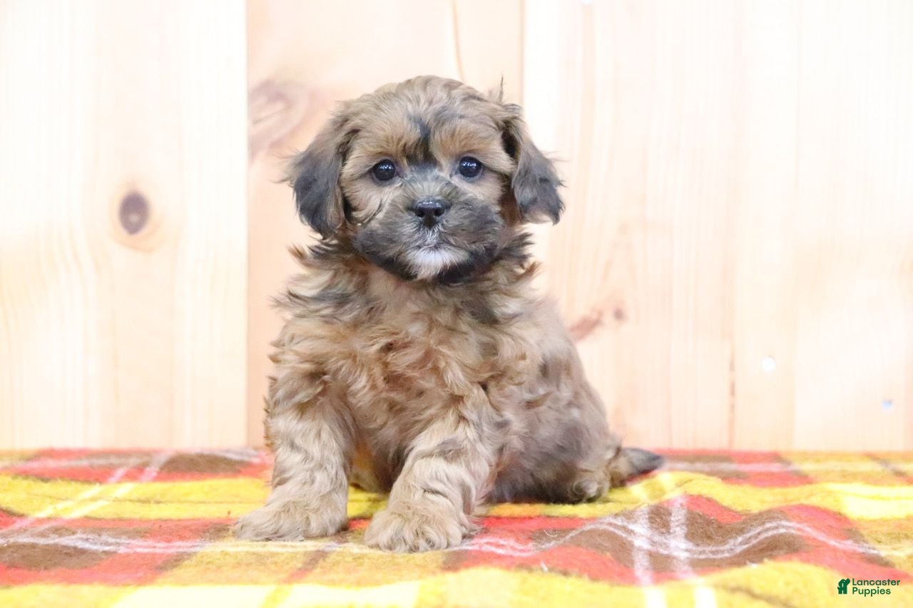 Shihpoo dogs Ryan - Ad 2