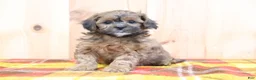 Shihpoo dogs for sale: Ryan - Ad 2