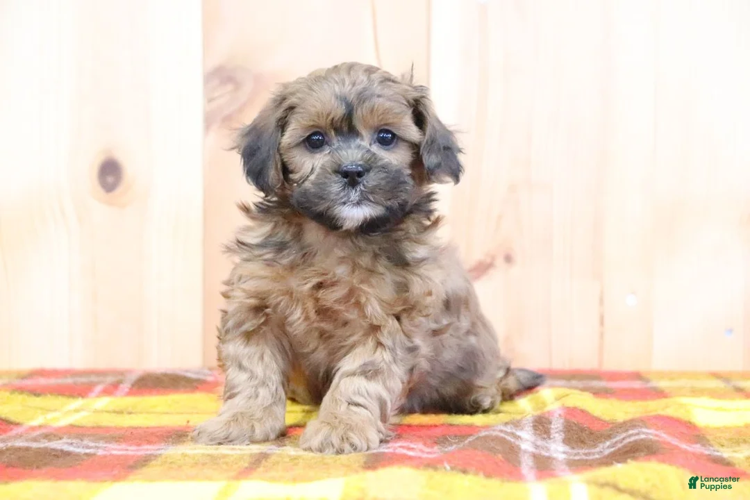 Shihpoo dogs for sale: Ryan - Ad 2