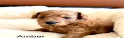 Toy Poodle dogs for sale: Amber - Ad 7