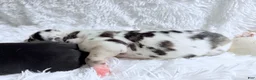 Great Dane dogs for sale: Athena - Ad 3
