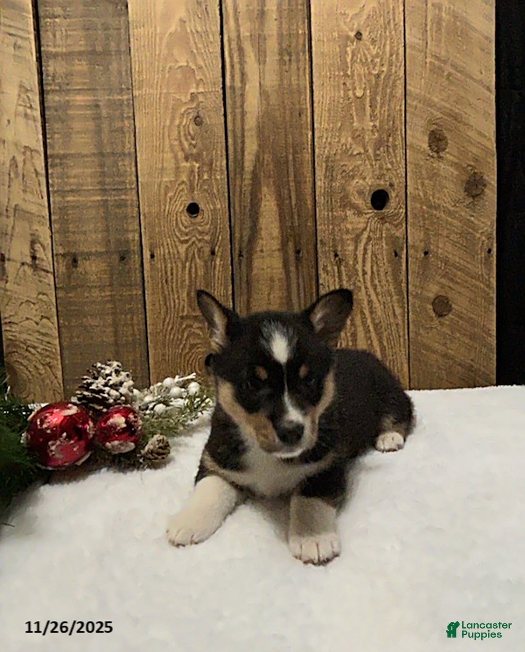 Welsh Corgi Pembroke dogs for sale: Reese - Ad 3