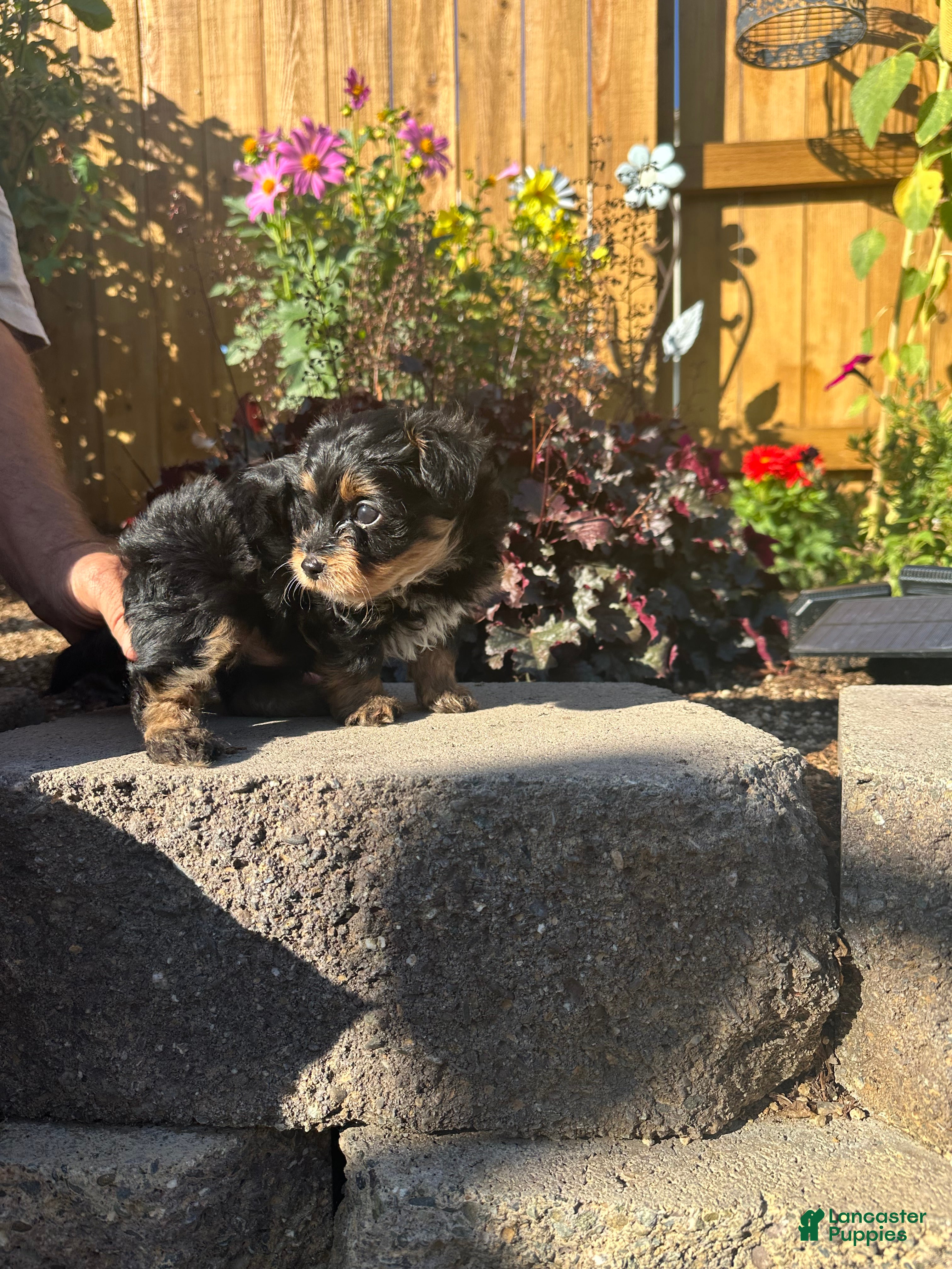 Mixed Breed dogs Mixed Breed Puppy 1 - Ad 39