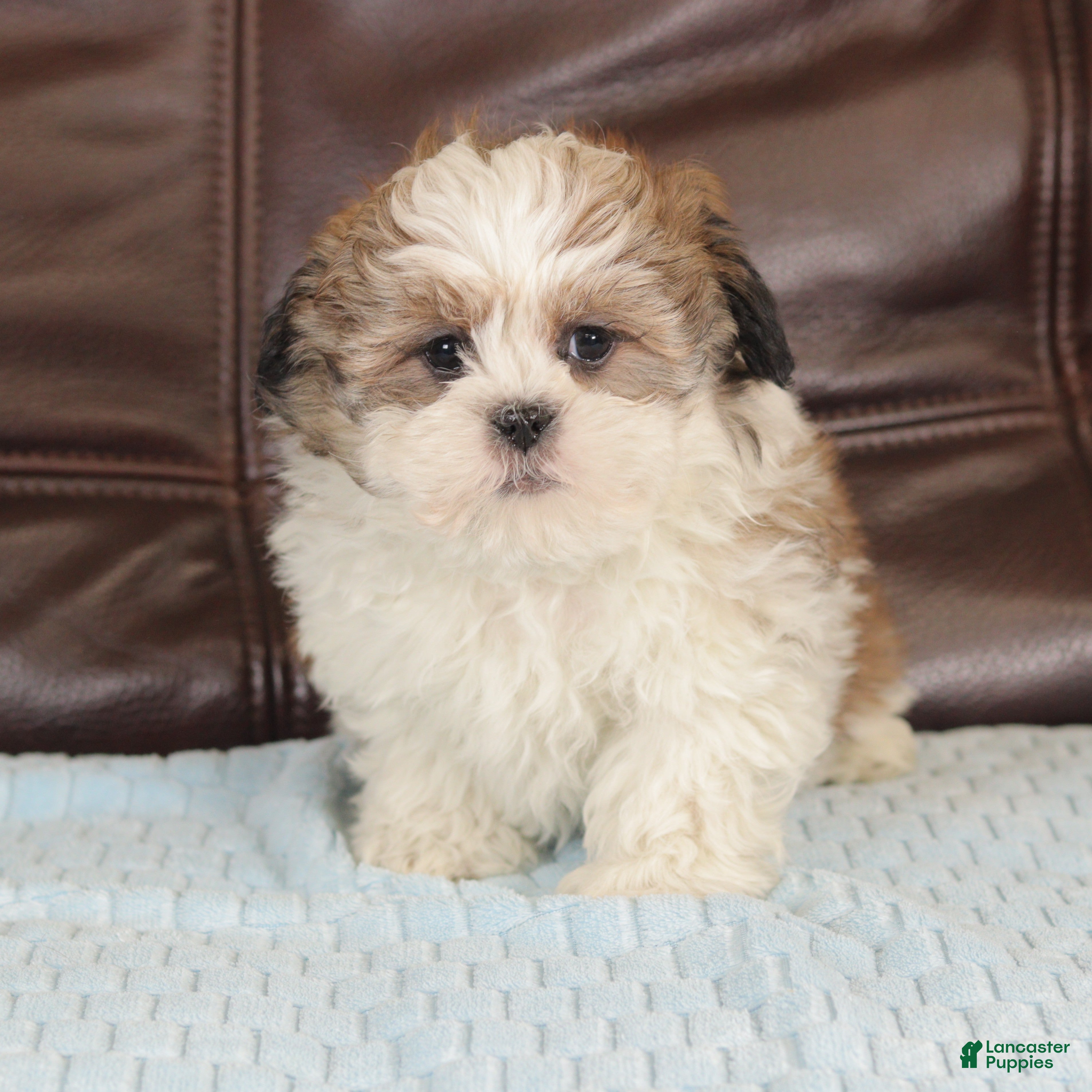 Mixed Breed dogs Thunder - Ad 38