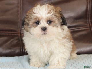 Mixed Breed dogs Thunder - Ad 32