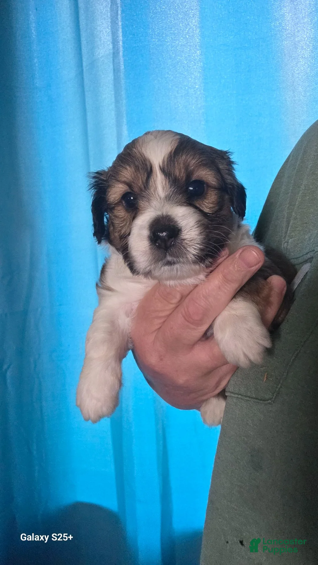 Mixed Breed dogs for sale: Mixed Breed 4 - Ad 1