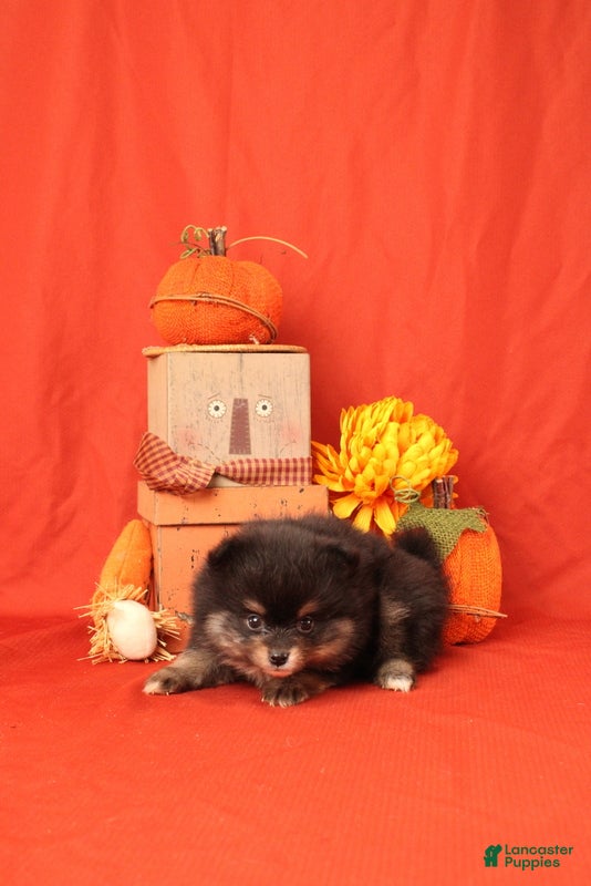 Pomeranian dogs for sale: Karson - Ad 1