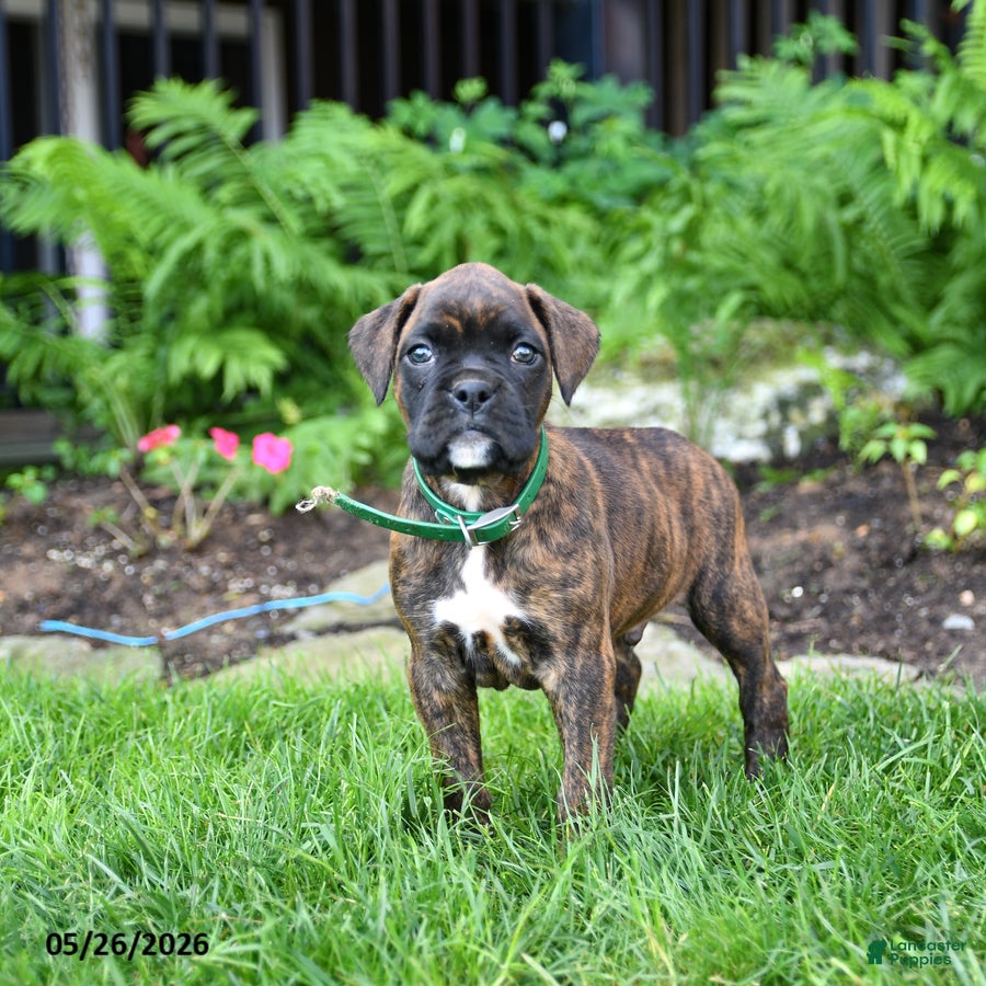 Boxer dogs Buddy - Ad 1