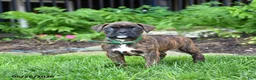 Boxer dogs for sale: Buddy - Ad 1