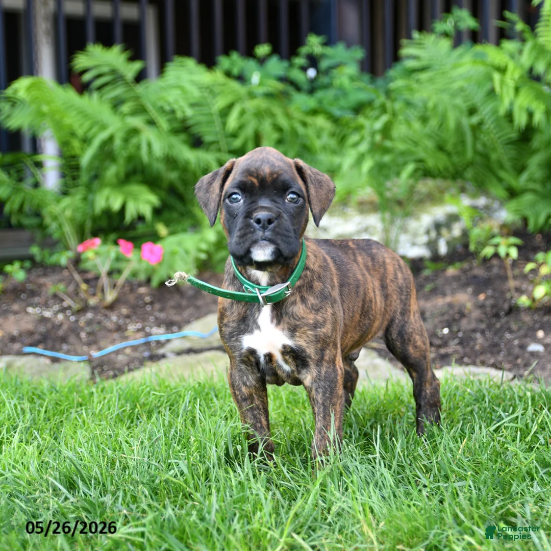 Boxer dogs for sale: Buddy - Ad 1
