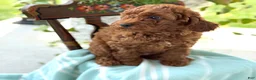 Miniature Poodle dogs for sale: Teddy - Ad 12