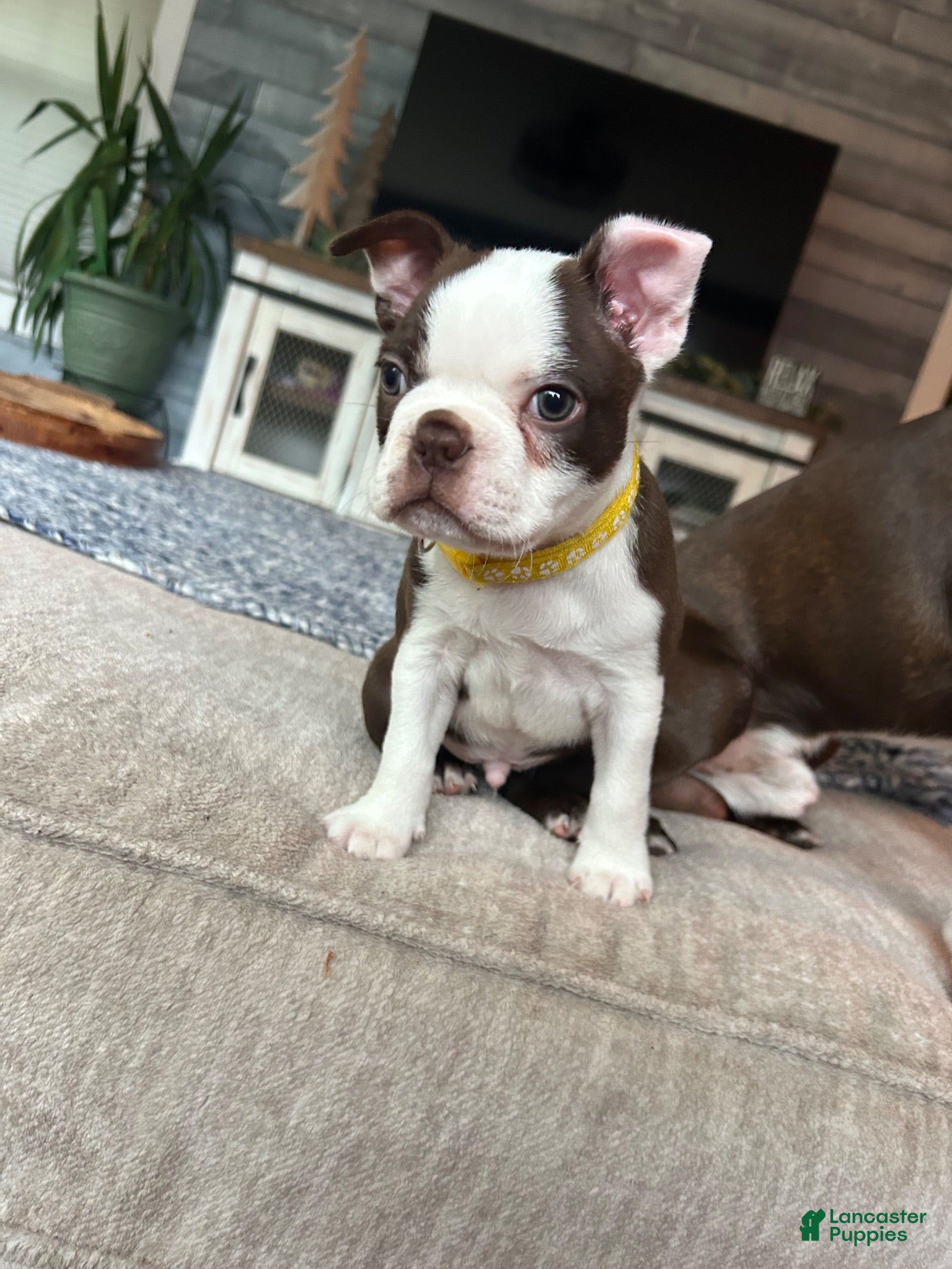 Boston Terrier dogs ACE - boy - Ad 1