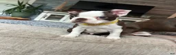 Boston Terrier dogs for sale: ACE - boy - Ad 1