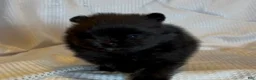 Pomeranian dogs for sale: Pugsley  - Ad 3