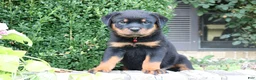 Rottweiler dogs for sale: Landon - Ad 3