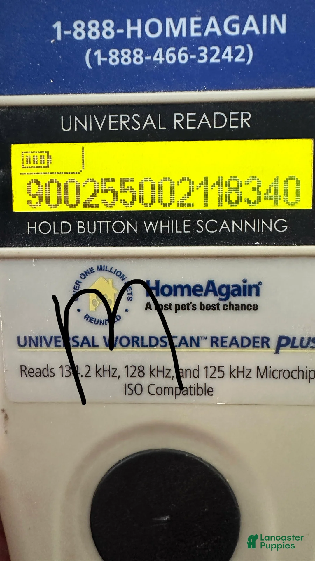 Bichpoo dogs for sale: Boy Eli - 8340 - Ad 15