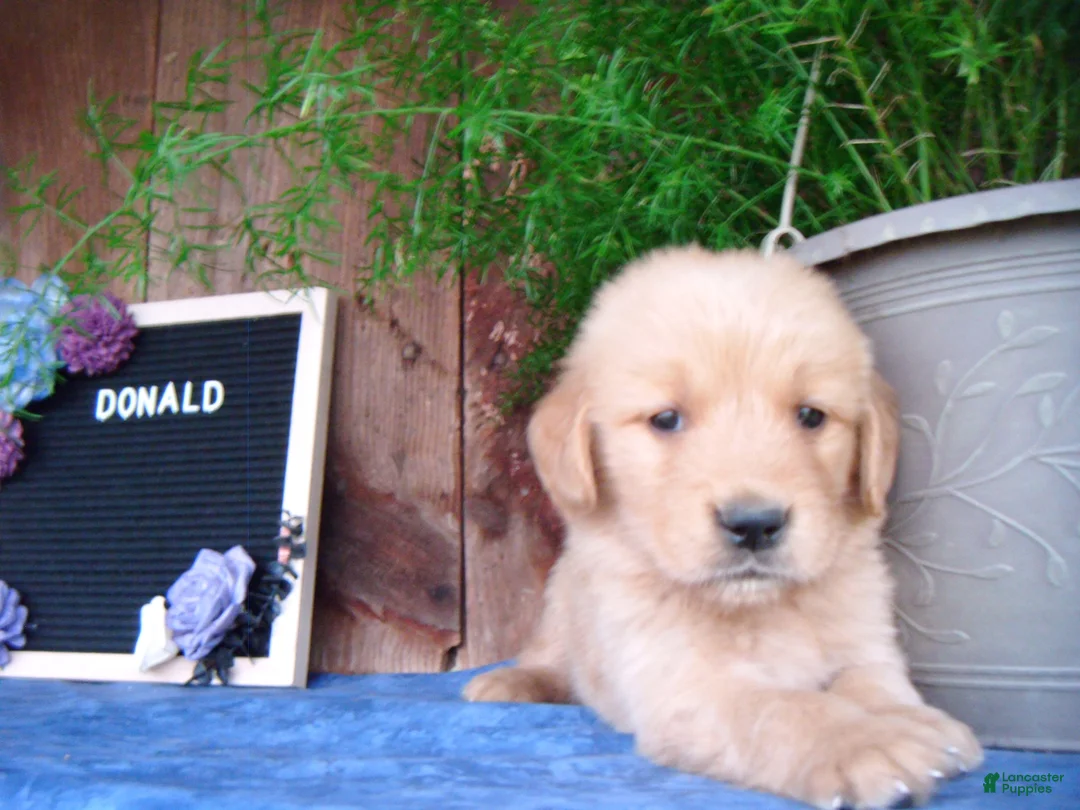 Golden Retriever dogs for sale: Donald - Ad 2