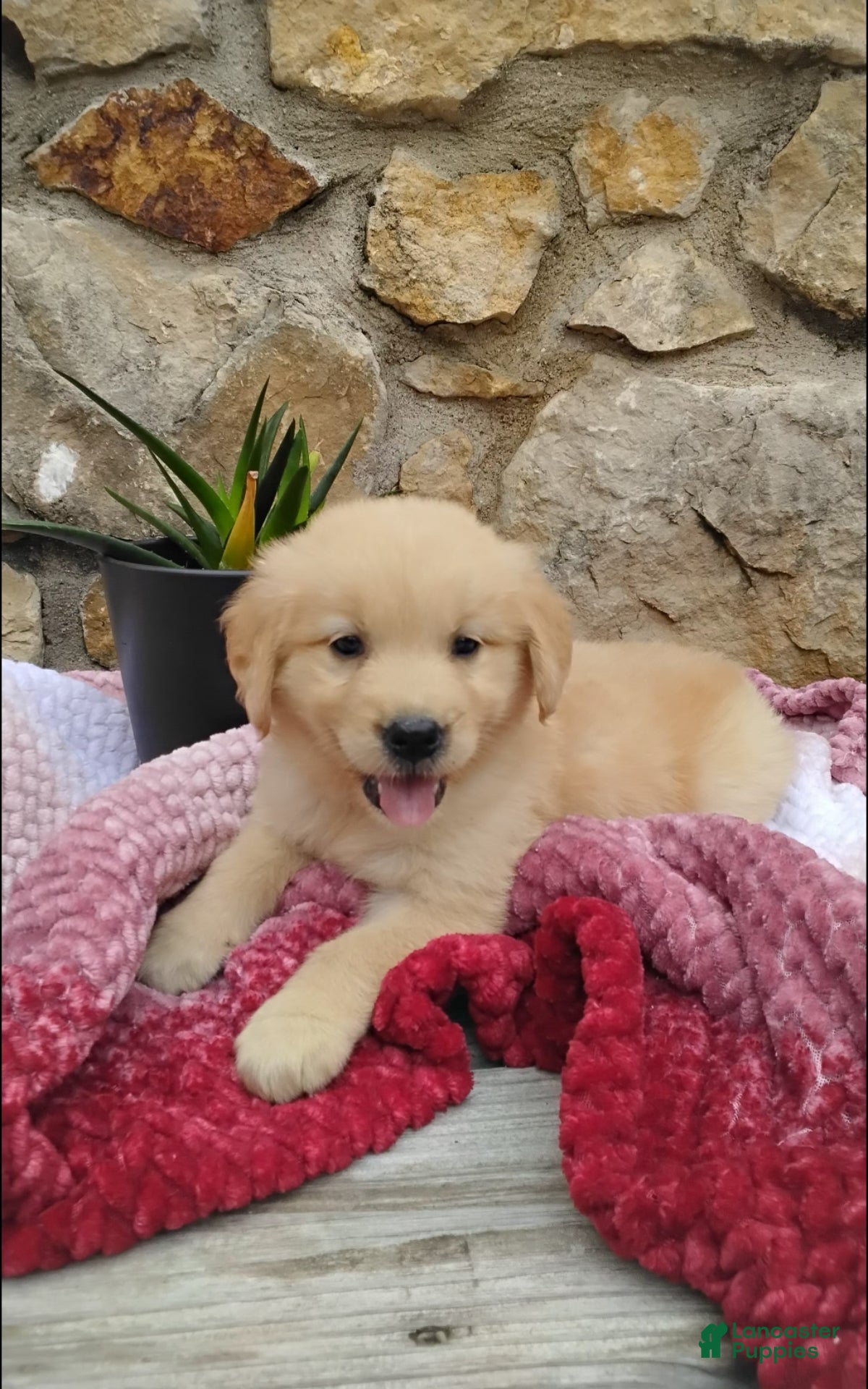 Golden Retriever dogs Rainy  - Ad 1