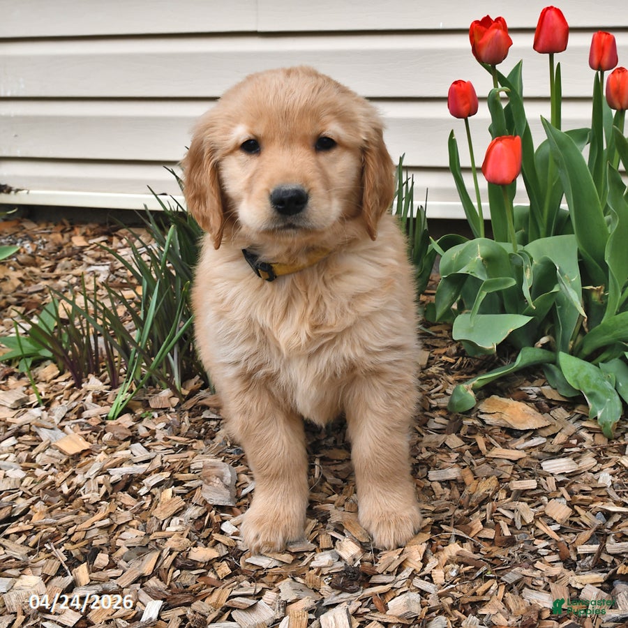 Golden Retriever dogs Boyd - Ad 1