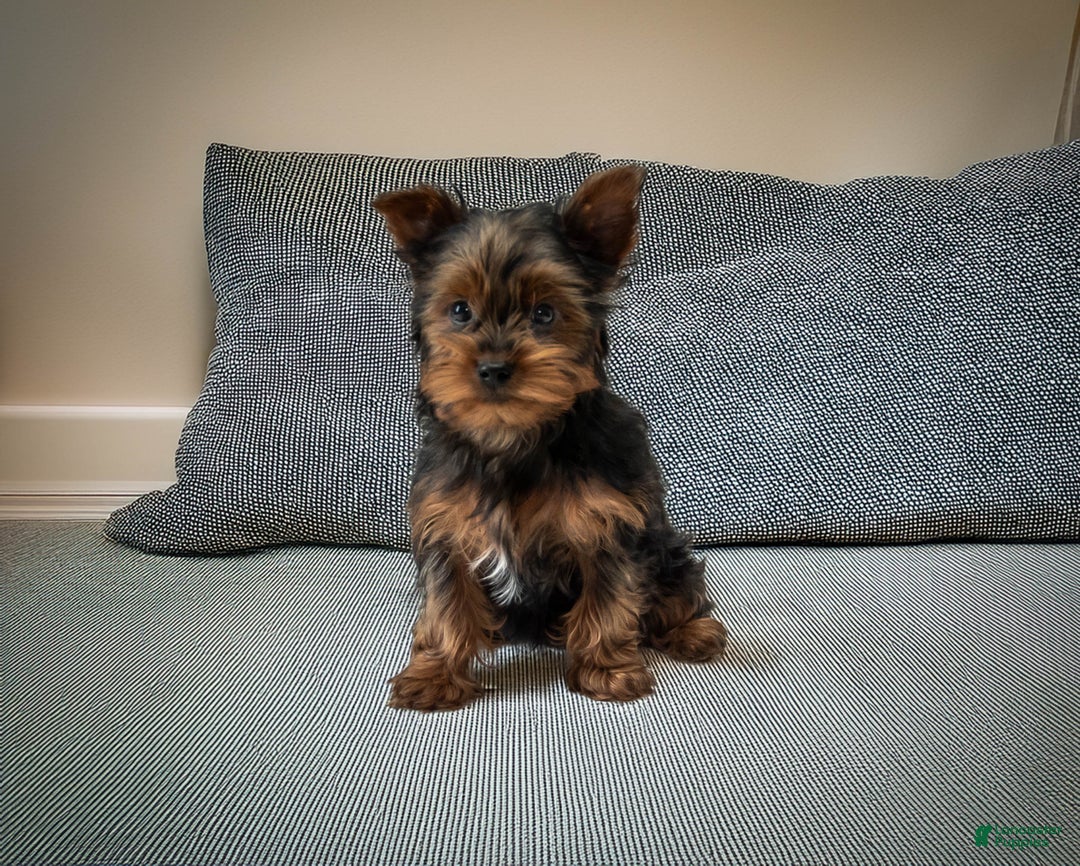 Yorkshire Terrier dogs for sale: Sparky - Ad 2