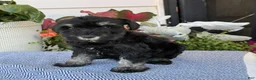 Miniature Schnauzer dogs for sale: Lovely - Ad 8
