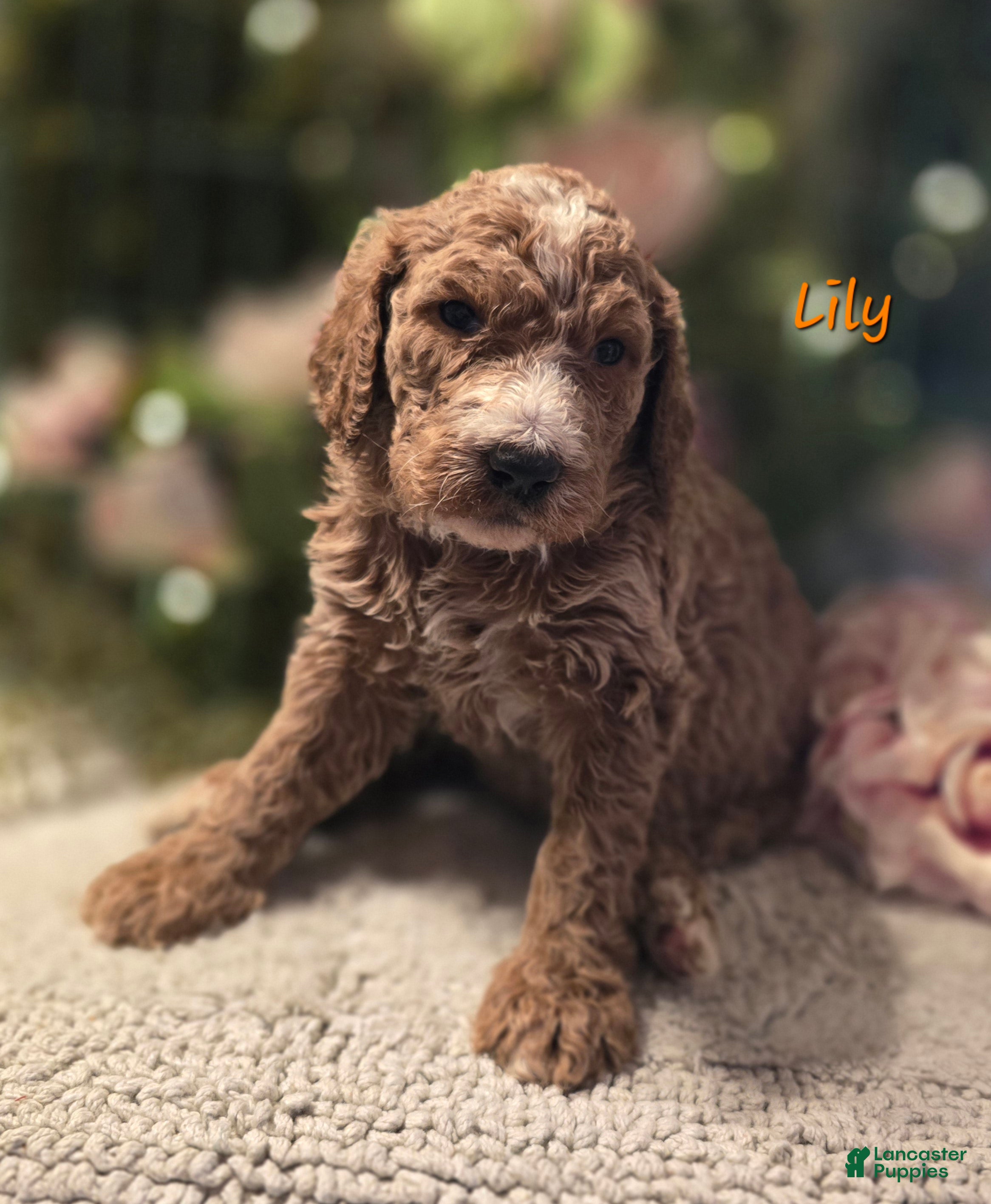 Goldendoodle dogs Goldendoodle Puppy 4 - Ad 37