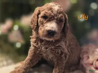 Goldendoodle dogs Goldendoodle Puppy 4 - Ad 37
