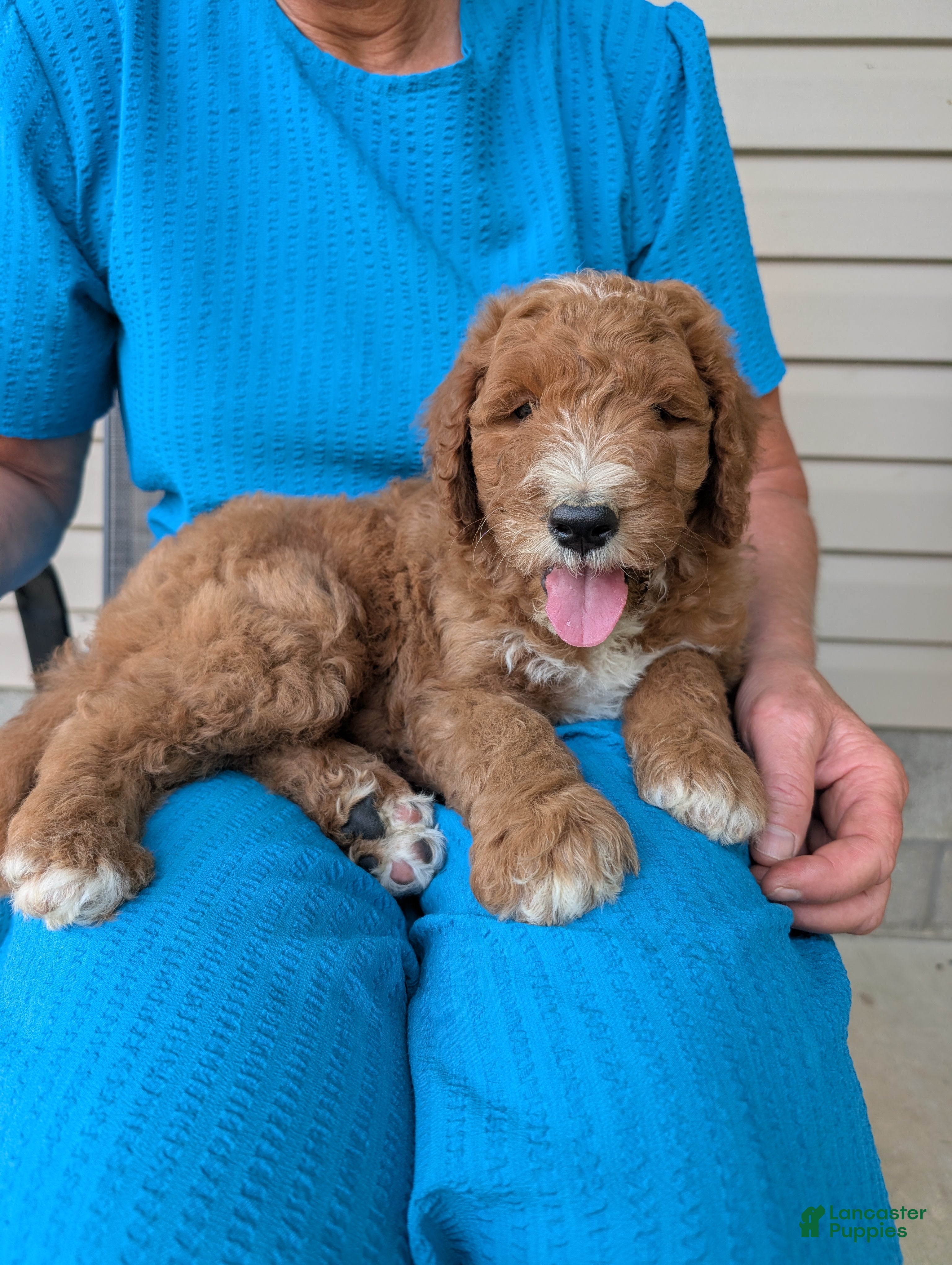 Goldendoodle dogs Lela  - Ad 1