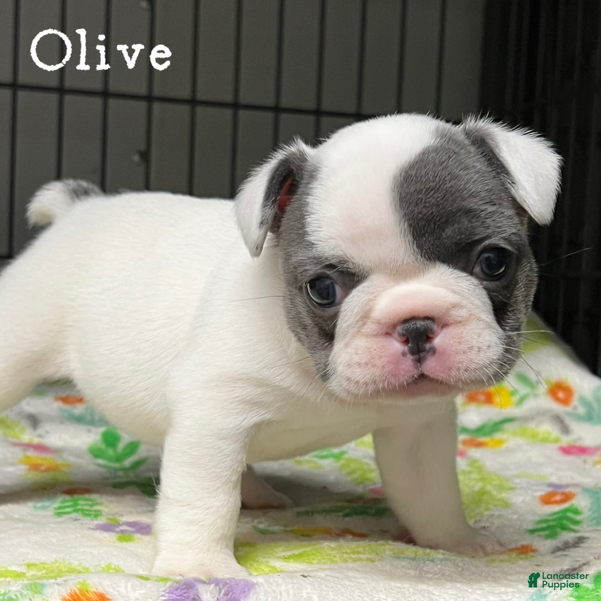 French Bulldog dogs Olive - Ad 1
