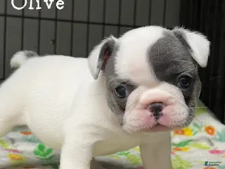French Bulldog dogs for sale: Olive - Ad 2
