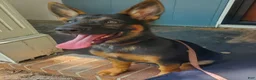 German Shepherd dogs for sale: German Shepherd 1 - Ad 1