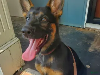 German Shepherd dogs German Shepherd 1 - Ad 29