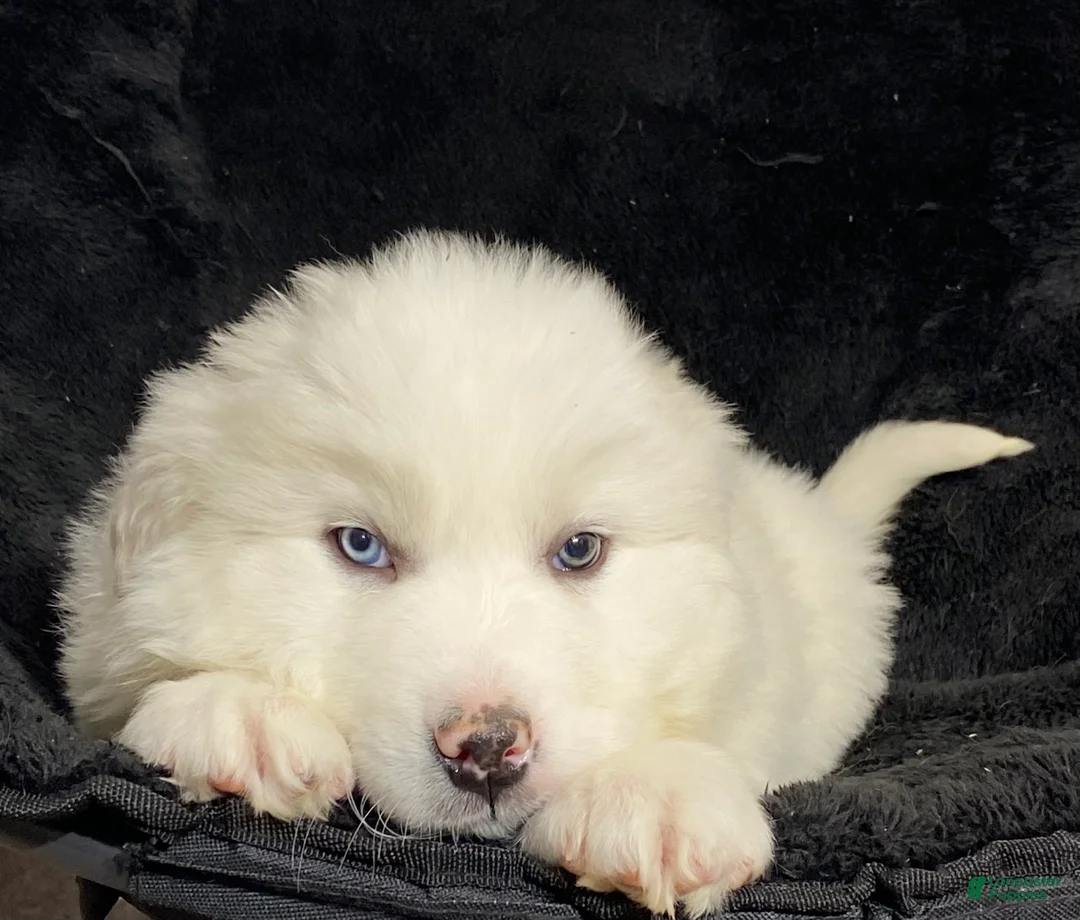 Great Pyrenees dogs for sale: Gunner  - Ad 4