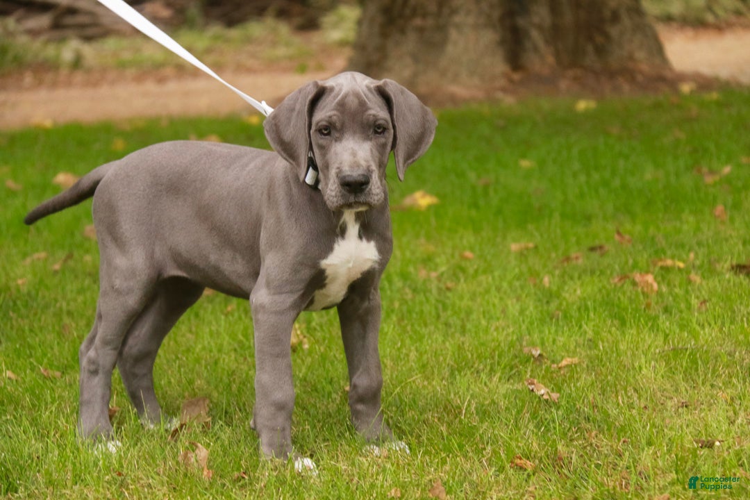 Great Dane dogs Brittany Great Dane  - Ad 2