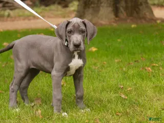 Great Dane dogs Brittany Great Dane - Ad 2