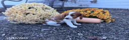 Welsh Springer Spaniel dogs for sale: Lori - Ad 11