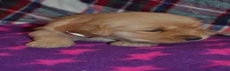 Golden Retriever dogs for sale: Mylie - Ad 3